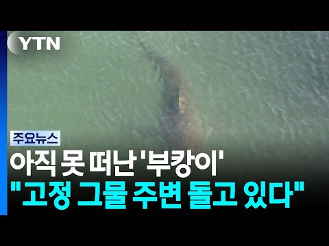 2차례 구조 작업에도 '부캉이'는 여전히 친수공원에